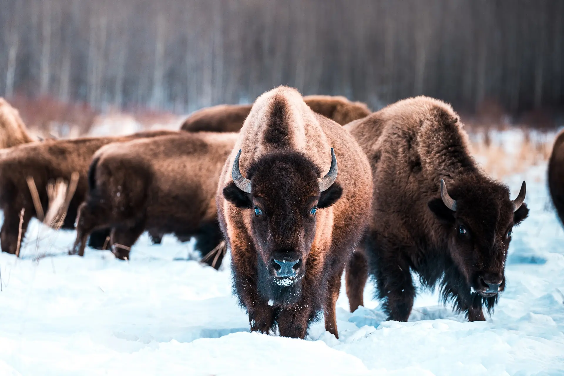 Bison, Elk Island National Park, Edmonton, Alberta